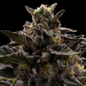 Macaveli - Ziplock Seeds