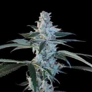 Bing Cherry Brittle - Arcana Collective