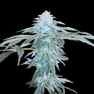 June Plum - Arcana Collective
