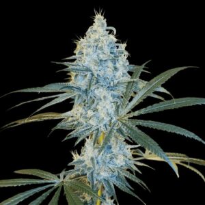 Sour Cherry Kush - Arcana Collective