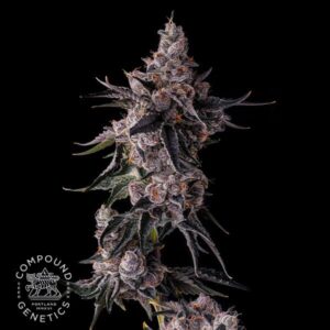 Lemon Cherry Pavé - Compound Genetics