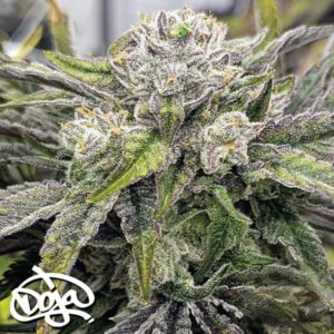 Neon Wormz - DOJA SEEDS