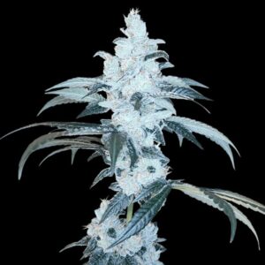 Bananalicious - Arcana Collective