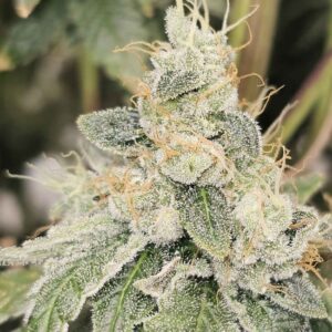 Club Kush - Karma Genetics