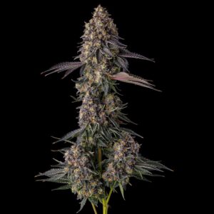 Kumamotoz - Compound Genetics