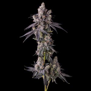 Mora Azul - Compound Genetics