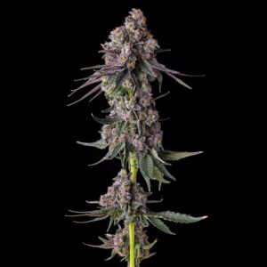Rainbow Guavé - Compound Genetics