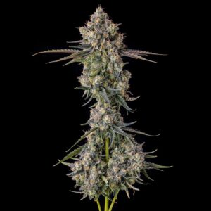 Zhampagne - Compound Genetics