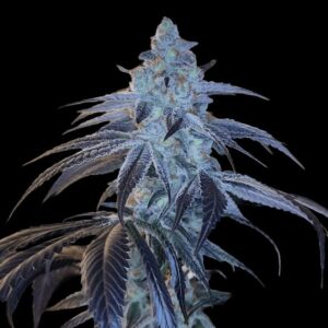 Disco Fever - Arcana Collective