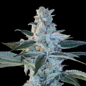 Elvis Breath - Arcana Collective