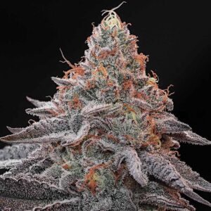 Kashmir Black - Grounded Genetics