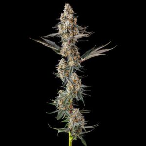 La Llorona - Compound Genetics