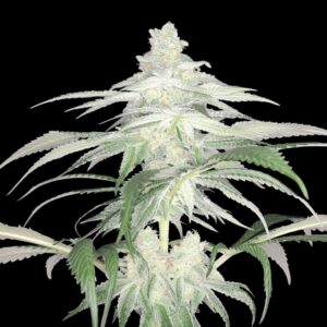 Lemontree (S1) - Arcana Collective
