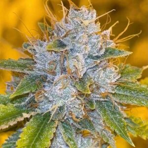 Midnight Rumble - Karma Genetics