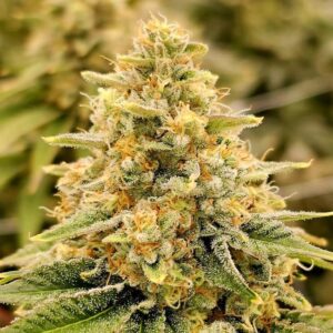 Nectar - Karma Genetics