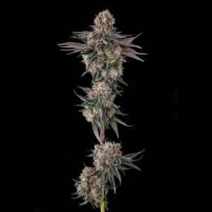 Orange Moon - Compound Genetics