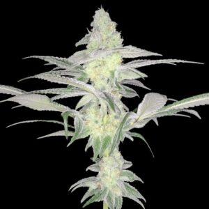 Rootbeer Breeze - Arcana Collective