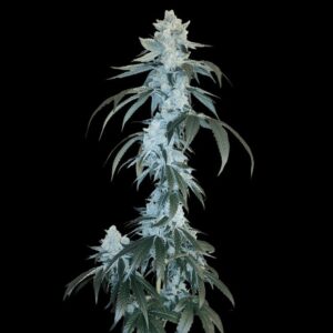 Rudy - Arcana Collective