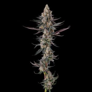 Shake Back - Compound Genetics