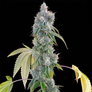 STRAW LIMEZ - Grounded Genetics