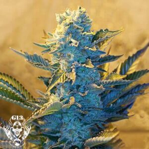 White Widow - G13 Labs