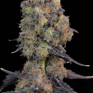 Blueberry Zkunk - Grounded Genetics