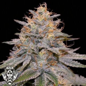 Orange Frappe (BRINDE) - G13 Labs