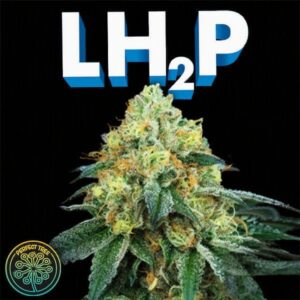 LH2P (BRINDE) - Perfect Tree