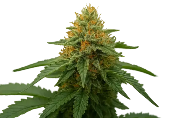 24 K Gold (Kosher Tangie) – Híbridas