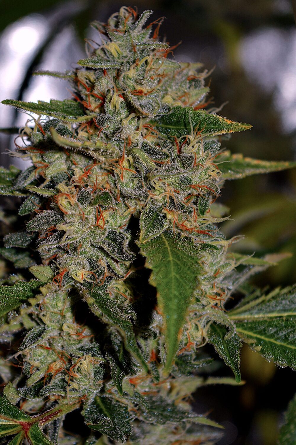 Genética de cannabis Apple Crumble – G13 Labs – foto 2