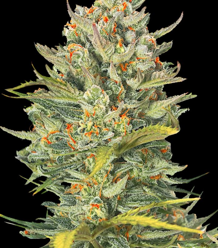 Sementes feminizadas Mimosa – G13 Labs