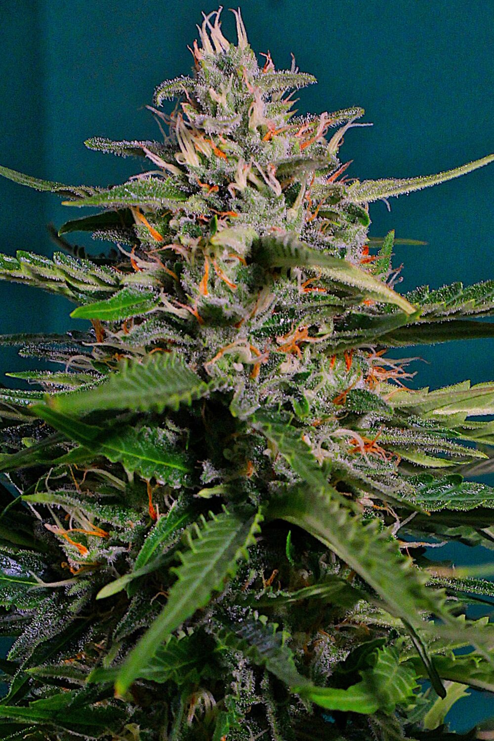 Pineapple Express – Automáticas