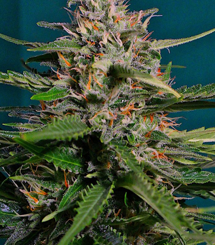 Sementes feminizadas Pineapple Express – G13 Labs
