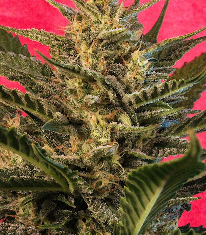 Sementes feminizadas Sunset Vibes – G13 Labs