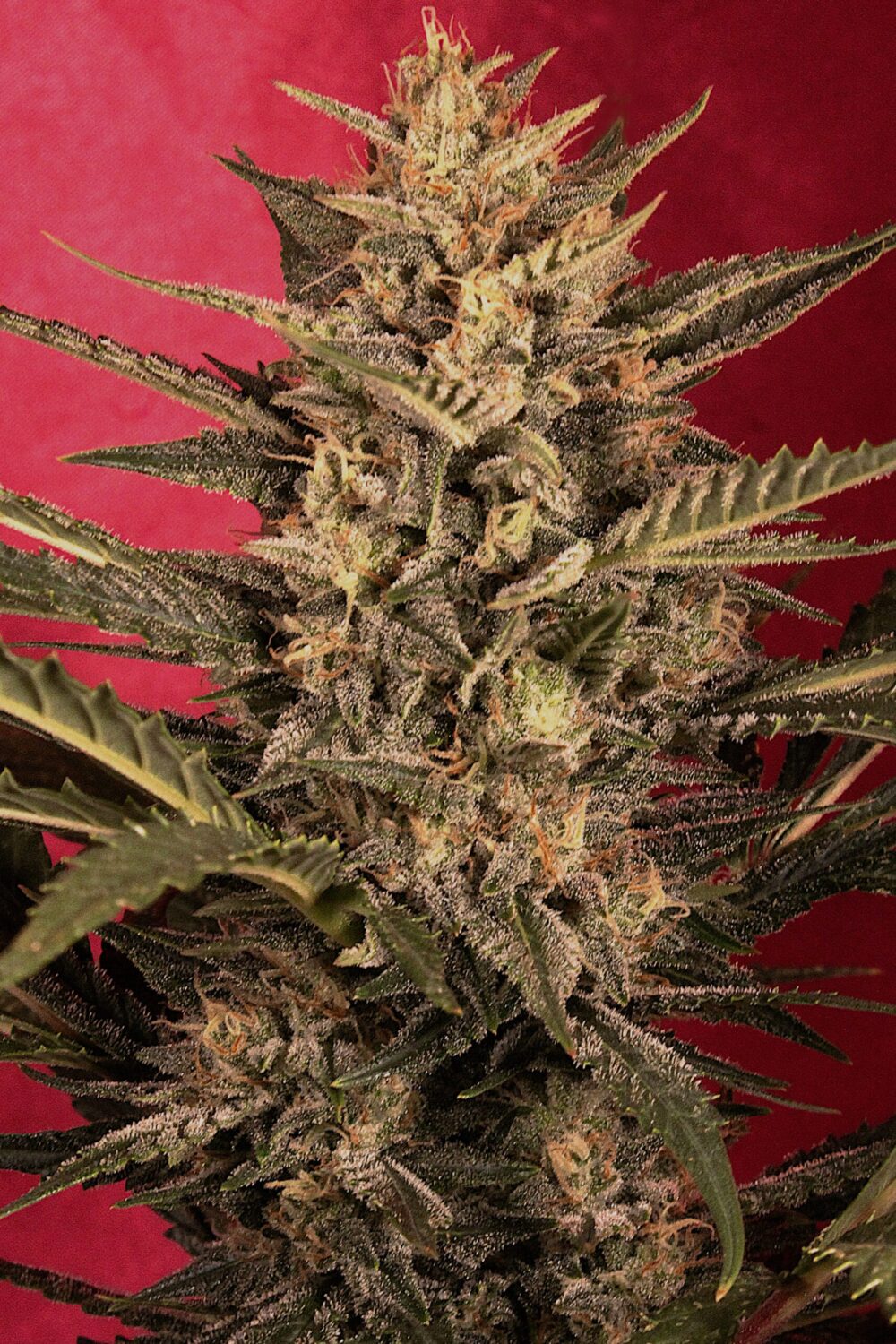 Genética de cannabis Sunset Vibes – G13 Labs – foto 2