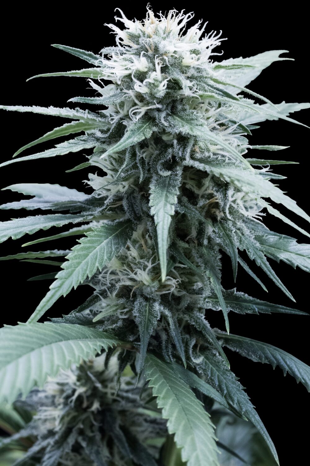 Amnesia Haze – Herbal