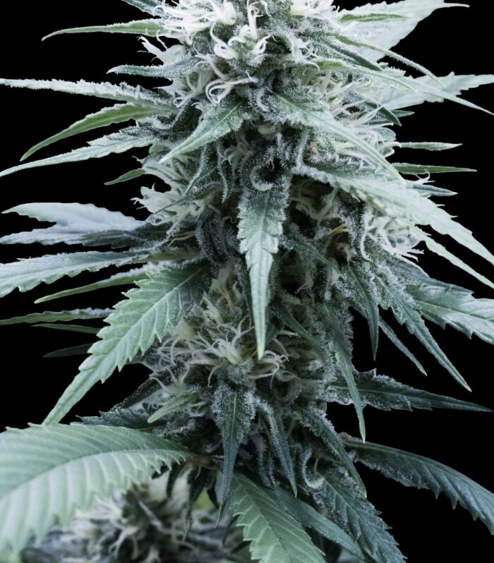 Sementes feminizadas Amnesia Haze – G13 Labs
