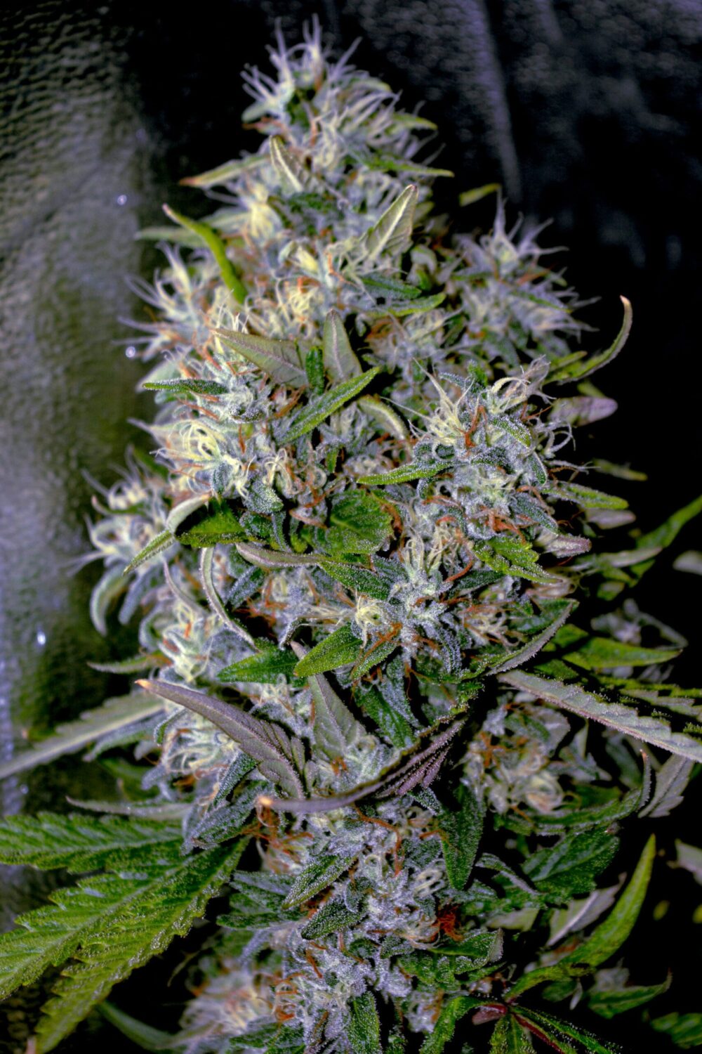 Genética de cannabis Apple Crumble – G13 Labs – foto 3