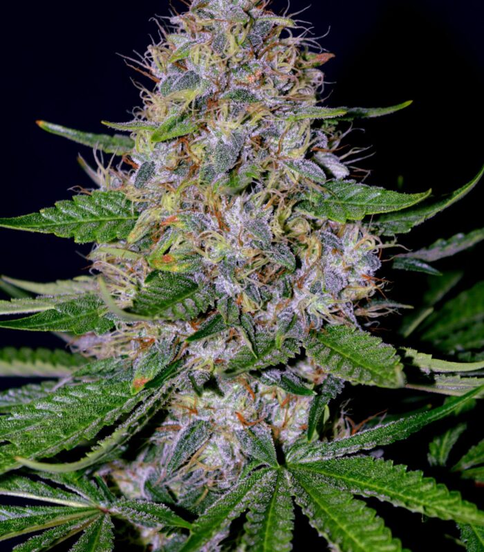 Sementes feminizadas Apple Crumble – G13 Labs