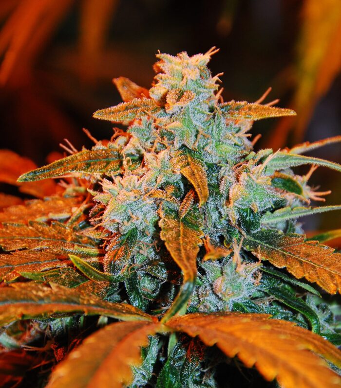 Sementes feminizadas Berry – G13 Labs