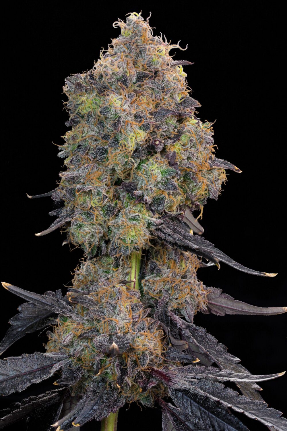 Sementes feminizadas Blueberry Zkunk – Grounded Genetics