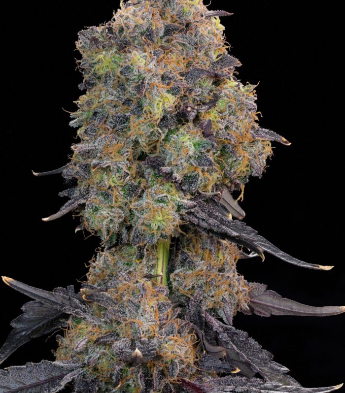 Sementes feminizadas Blueberry Zkunk – Grounded Genetics
