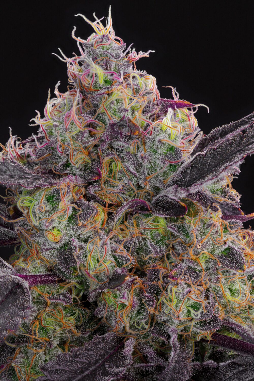 Genética de cannabis Blueberry Zkunk – Grounded Genetics – foto 2