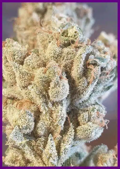 Genética de cannabis Banana Jelly’z – Zmoothiez Genetics – foto 2