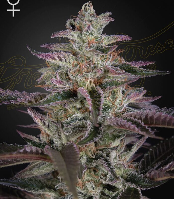 Sementes feminizadas Banana Krumble – GreenHouse Seed Co.