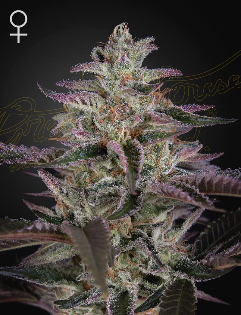 Sementes feminizadas Banana Krumble – GreenHouse Seed Co.
