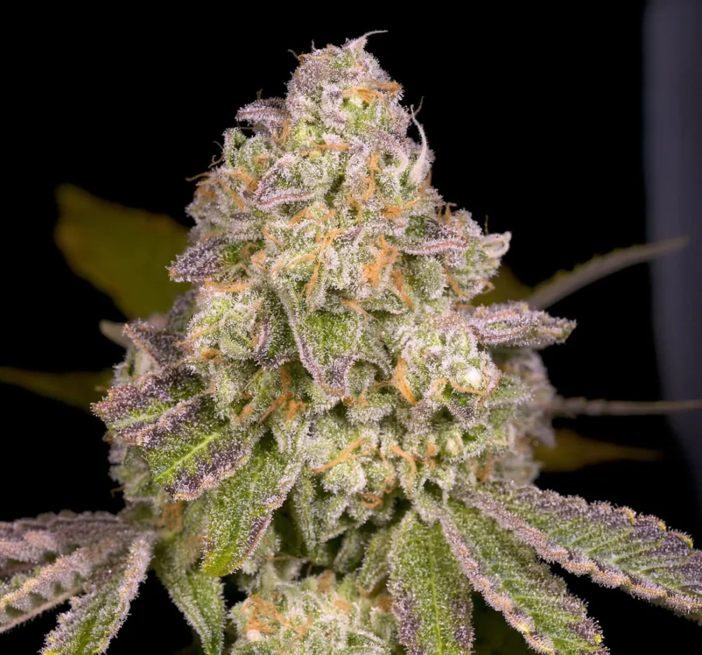 Sementes regulares Zwoosh – Archive Seed Bank