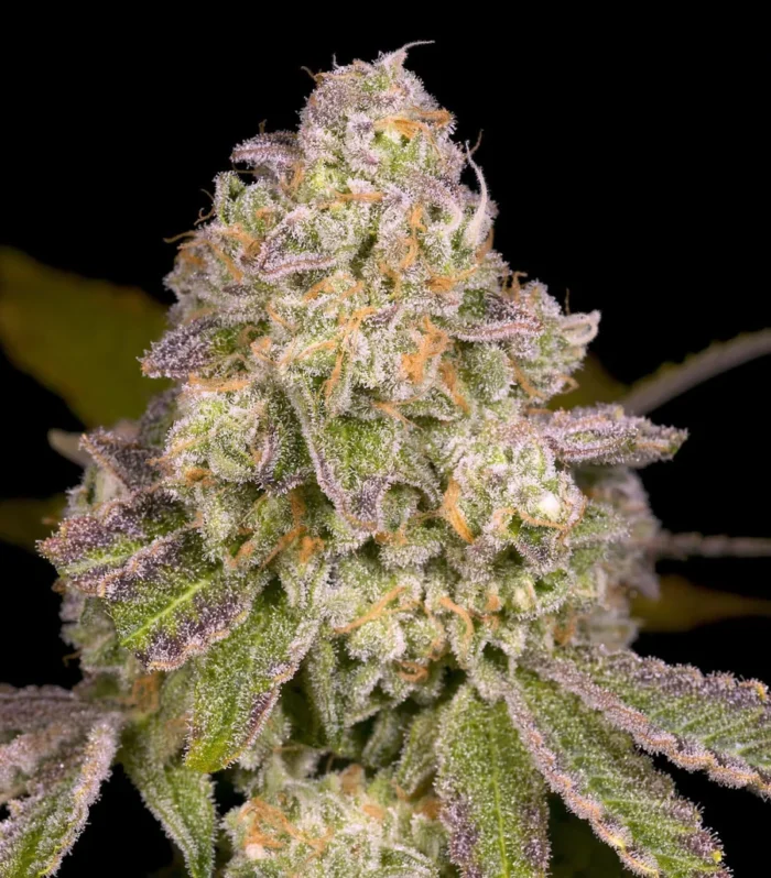 Sementes regulares Rainbow Belts 3.0 – Archive Seed Bank