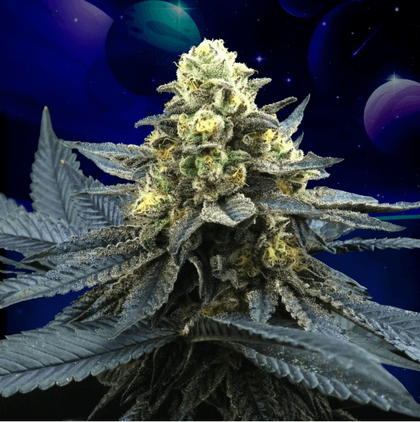 Genética de cannabis Blue Peach – Perfect Tree – foto 2