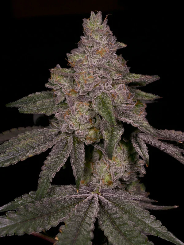 Sementes feminizadas Blue Belts – Archive Seed Bank